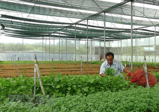 Les exportations nationales de fruits et légumes ont le vent en poupe ảnh 1 Les exportations nationales de fruits et légumes ont le vent en poupe ảnh 1