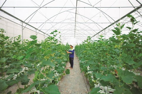 La culture du melon se branche sur la high-tech à Tây Ninh ảnh 1 La culture du melon se branche sur la high-tech à Tây Ninh ảnh 1
