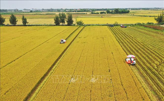 Le Vietnam vise à contruire une agriculture marchande moderne et verte ảnh 1 Le Vietnam vise à contruire une agriculture marchande moderne et verte ảnh 1