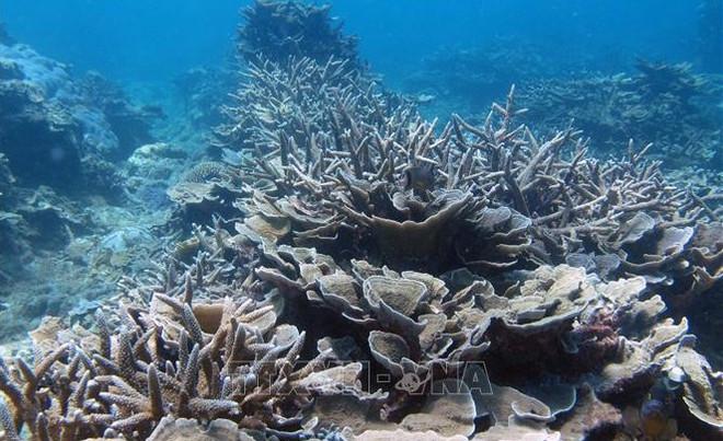Stratégie nationale de la biodiversité à l'horizon 2030 approuvée ảnh 1 Stratégie nationale de la biodiversité à l'horizon 2030 approuvée ảnh 1