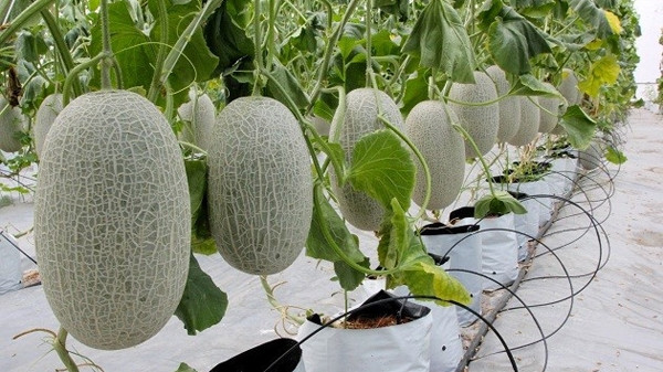 Bac Giang investit 1.500 milliards de dôngs dans l’agriculture high-tech ảnh 1