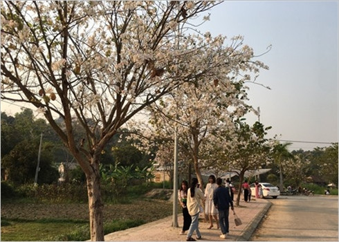 La beauté des fleurs du mois de mars ảnh 4