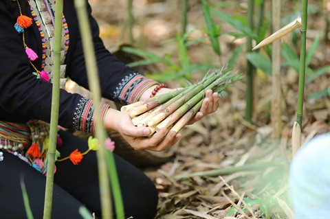 Les pousses de bambou contribuent au refus de la pauvreté ảnh 1 Les pousses de bambou contribuent au refus de la pauvreté ảnh 1