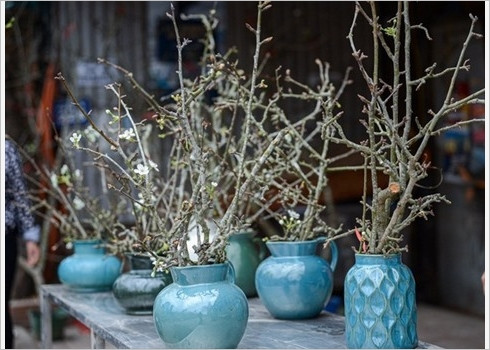 Les fleurs de poirier sauvage symbolisent l’arrivée du printemps ảnh 6 Les fleurs de poirier sauvage symbolisent l’arrivée du printemps ảnh 6
