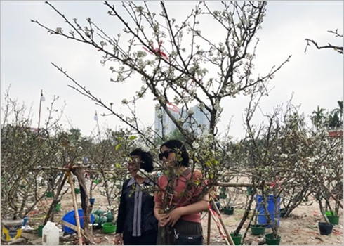 Les fleurs de poirier sauvage symbolisent l’arrivée du printemps ảnh 3 Les fleurs de poirier sauvage symbolisent l’arrivée du printemps ảnh 3