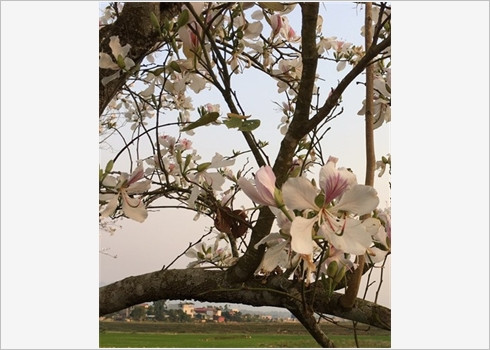 La beauté des fleurs du mois de mars ảnh 2