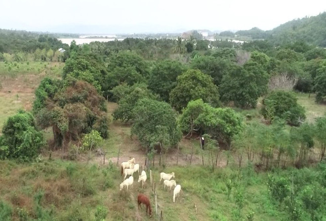 Une ferme de chevaux blancs sur les hauts plateaux du Centre ảnh 2