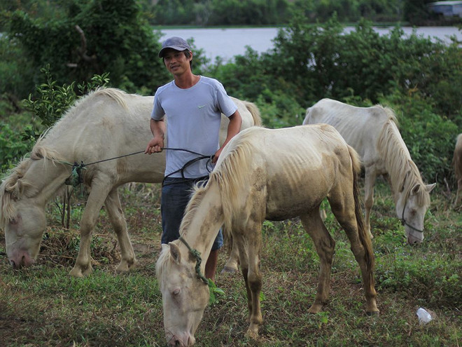 Une ferme de chevaux blancs sur les hauts plateaux du Centre ảnh 1 Une ferme de chevaux blancs sur les hauts plateaux du Centre ảnh 1