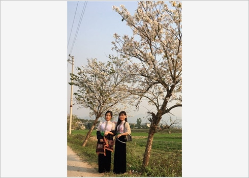 La beauté des fleurs du mois de mars ảnh 3