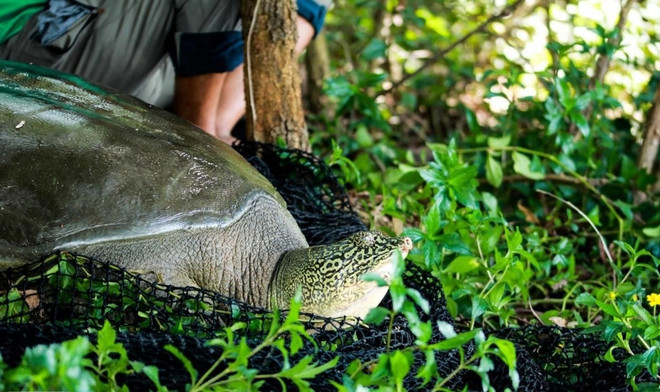 Le groupe Danko soutient un projet de conservation des tortues Hoan Kiem ảnh 2 Le groupe Danko soutient un projet de conservation des tortues Hoan Kiem ảnh 2