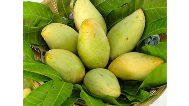 Les États-Unis ouvrent leurs portes aux mangues vietnamiennes ảnh 1 Les États-Unis ouvrent leurs portes aux mangues vietnamiennes ảnh 1