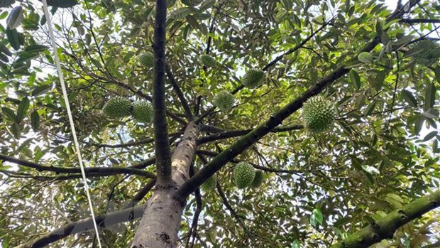 Can Tho exportera le premier lot de durians vers la Chine l'année prochaine ảnh 1