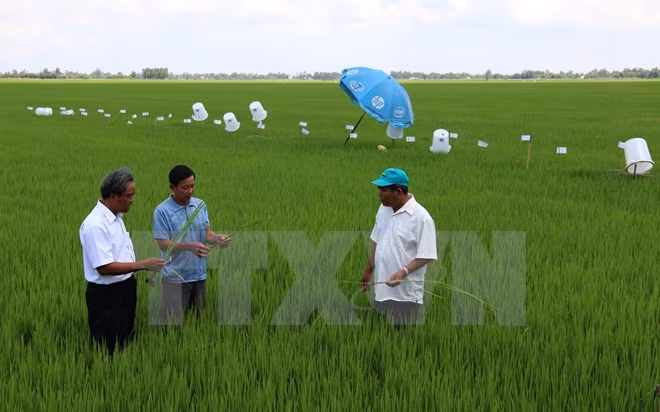 Application de 46 normes internationales sur la production durable du riz au Vietnam ảnh 1
