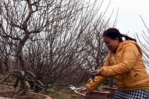 Village de fleurs avec de grands succès à l’approche du Têt ảnh 1 Village de fleurs avec de grands succès à l’approche du Têt ảnh 1