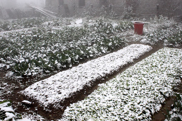 Lourdes pertes dans diverses localités à cause du froid ảnh 1 Lourdes pertes dans diverses localités à cause du froid ảnh 1