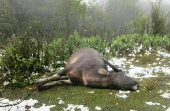Lourdes pertes dans diverses localités à cause du froid ảnh 2