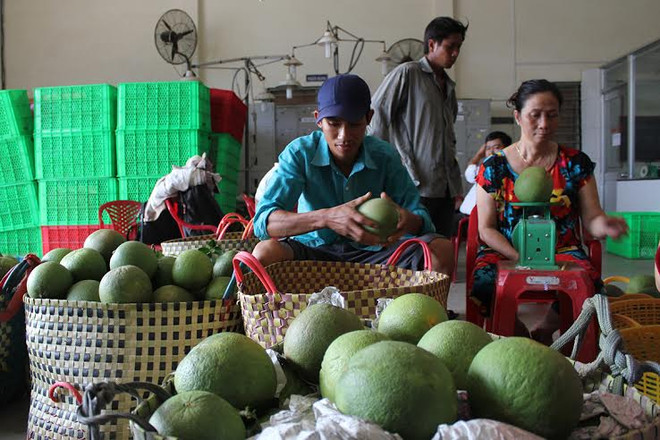 Les pamplemousses à écorce verte, la nouvelle "arme verte" de Bên Tre ảnh 2 Les pamplemousses à écorce verte, la nouvelle "arme verte" de Bên Tre ảnh 2