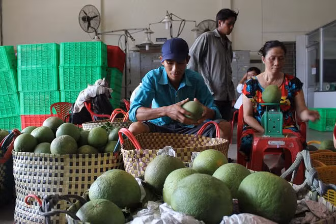 Les pamplemousses à écorce verte, la nouvelle "arme verte" de Bên Tre ảnh 2