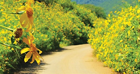 Les tournesols mexicains embellissent le Parc national de Ba Vi ảnh 1