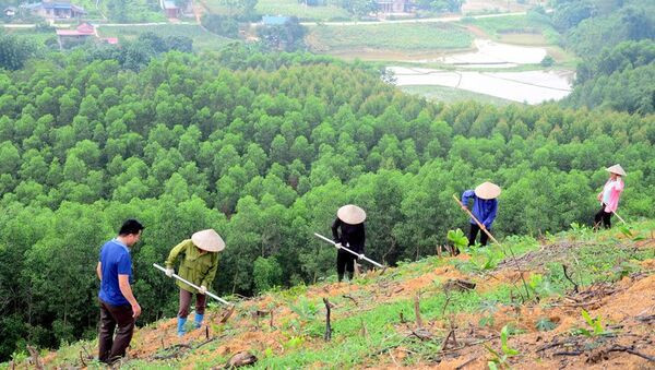 Le Vietnam plante près de 770 millions d'arbres dans le cadre du projet "Planter un milliard d'arbres" ảnh 1 Le Vietnam plante près de 770 millions d'arbres dans le cadre du projet "Planter un milliard d'arbres" ảnh 1