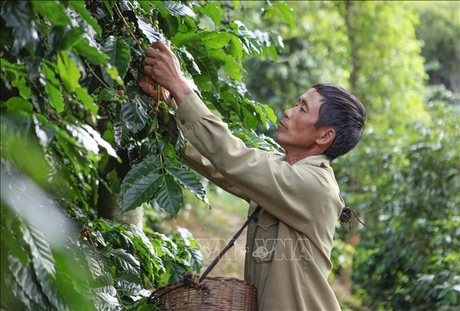 Défis des exportations de produits issus des plantes industrielles ảnh 1