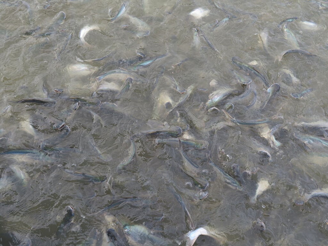 Le Vietnam cherche à améliorer la compétitivité du pangasius ảnh 1 Le Vietnam cherche à améliorer la compétitivité du pangasius ảnh 1