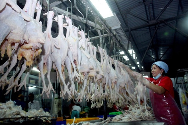 Vietnam-Nouvelle-Zélande : renforcement de la coopération agricole ảnh 1 Vietnam-Nouvelle-Zélande : renforcement de la coopération agricole ảnh 1
