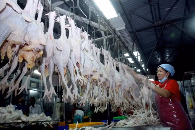 Vietnam-Nouvelle-Zélande : renforcement de la coopération agricole ảnh 1