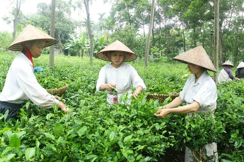 Les campagnes de Hanoi à l’heure de l’intégration ảnh 1 Les campagnes de Hanoi à l’heure de l’intégration ảnh 1