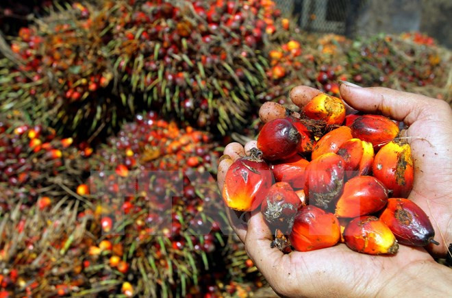 Le Premier ministre malaisien en visite de travail en Indonésie ảnh 1