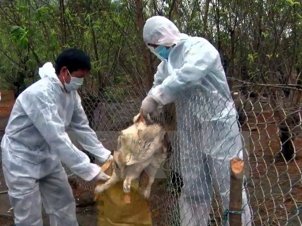 Lai Chau : découverte de deux foyers de grippe aviaire A/H5N6 ảnh 1