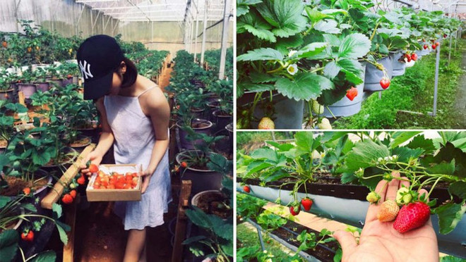 Agrotourisme en plein essor à Dà Lat ảnh 1