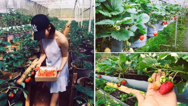 Agrotourisme en plein essor à Dà Lat ảnh 1 Agrotourisme en plein essor à Dà Lat ảnh 1