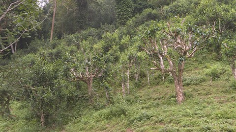 Les potentiels pour développer le théier à Hoàng Su Phi ảnh 1 Les potentiels pour développer le théier à Hoàng Su Phi ảnh 1