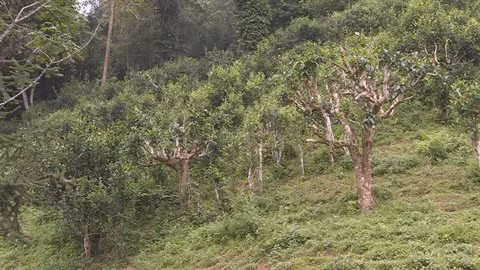 Les potentiels pour développer le théier à Hoàng Su Phi ảnh 1