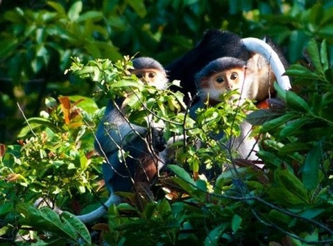 Le Parc national de Nui Chua développe l’écotourisme durable ảnh 1 Le Parc national de Nui Chua développe l’écotourisme durable ảnh 1