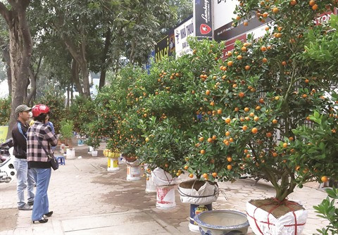 Escapade sur les marchés aux fleurs du Têt à Hanoï ảnh 1 Escapade sur les marchés aux fleurs du Têt à Hanoï ảnh 1