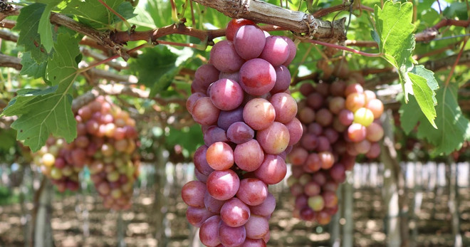 Ninh Thuận utilise la haute technologie pour valoriser ses produits viticoles ảnh 1 Ninh Thuận utilise la haute technologie pour valoriser ses produits viticoles ảnh 1