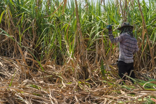Les exportations de sucre de la Thaïlande vers la Chine en hausse grâce à l’ACFTA ảnh 1 Les exportations de sucre de la Thaïlande vers la Chine en hausse grâce à l’ACFTA ảnh 1