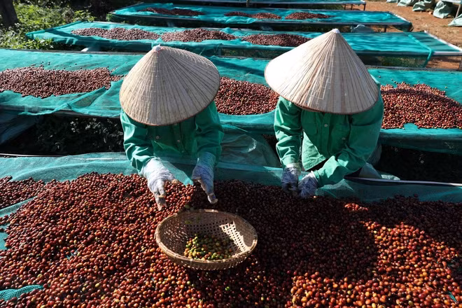 L'ambition de Buôn Ma Thuôt de devenir la capitale mondiale du café ảnh 2