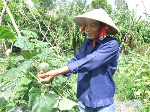 Hô Chi Minh-Ville compte 40 nouvelles entreprises agricoles ảnh 1 Hô Chi Minh-Ville compte 40 nouvelles entreprises agricoles ảnh 1