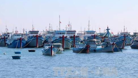 Mise en chantier d’une zone de mouillage pour les bateaux de pêche sur l’île de Phu Quy ảnh 1 Mise en chantier d’une zone de mouillage pour les bateaux de pêche sur l’île de Phu Quy ảnh 1