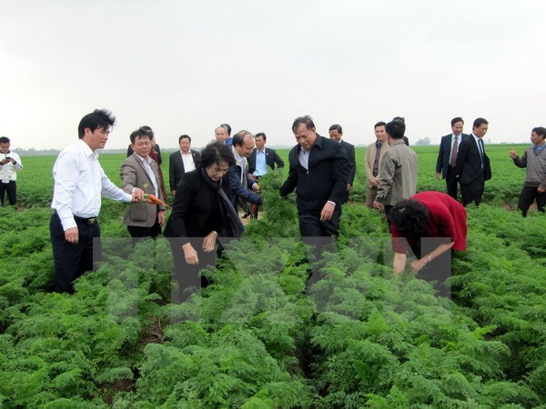 La présidente de l’AN engage Cam Giang à développer des zones agricoles à haute valeur ajoutée ảnh 1 La présidente de l’AN engage Cam Giang à développer des zones agricoles à haute valeur ajoutée ảnh 1