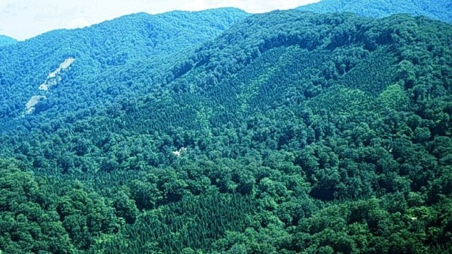 Objectif d'un taux de couverture forestière de 47,25% en 2017 ảnh 1