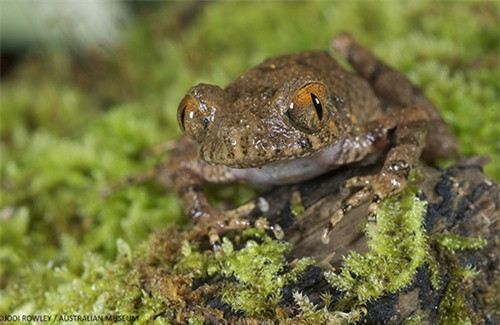 Découverte de 87 nouvelles espèces au Vietnam ảnh 1