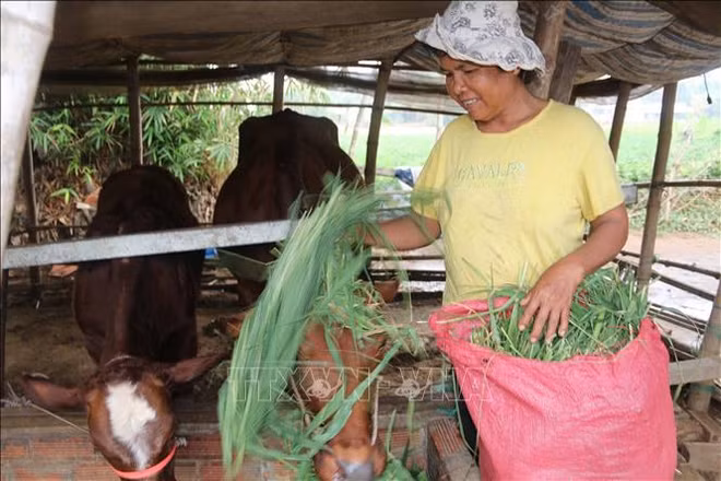 Plus de 73 milliards de dongs pour la réduction durable de la pauvreté à Tra Vinh ảnh 1 Plus de 73 milliards de dongs pour la réduction durable de la pauvreté à Tra Vinh ảnh 1