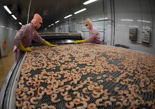 La transformation en profondeur augmente la compétitivité des crevettes vietnamiennes ảnh 1 La transformation en profondeur augmente la compétitivité des crevettes vietnamiennes ảnh 1