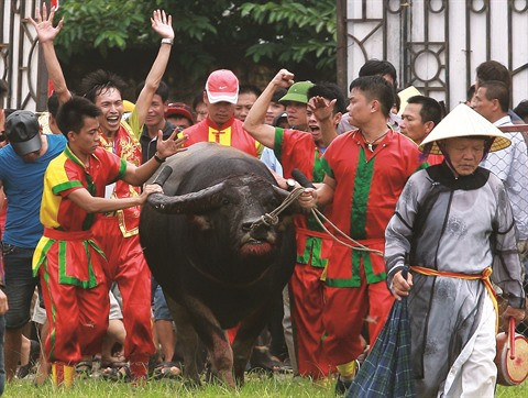 La Fête des combats de buffles sur la sellette ảnh 1 La Fête des combats de buffles sur la sellette ảnh 1