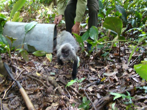 Plongée au cœur de Chu Mom Ray, royaume des primates ảnh 1 Plongée au cœur de Chu Mom Ray, royaume des primates ảnh 1