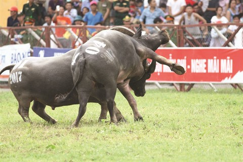 La Fête des combats de buffles sur la sellette ảnh 2 La Fête des combats de buffles sur la sellette ảnh 2